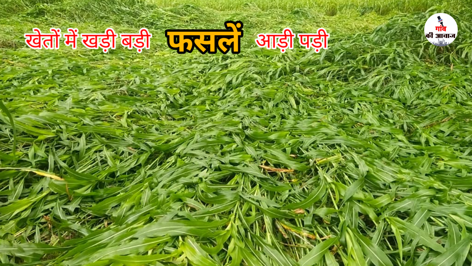 घासा और आसपास के क्षेत्रों में दो घंटे की झमाझम बारिश से गर्मी से राहत, खेतों में खड़ी बड़ी फसलें आड़ी पड़ी