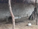 मावली के पलाना कलां में पैंथर का आतंक, एक सप्ताह में दो बछड़ों का किया शिकार
