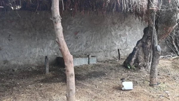 मावली के पलाना कलां में पैंथर का आतंक, एक सप्ताह में दो बछड़ों का किया शिकार