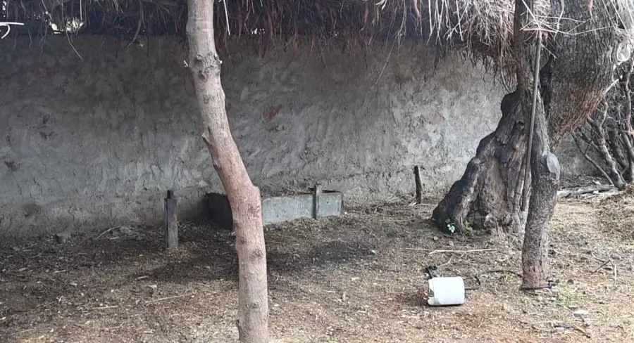 मावली के पलाना कलां में पैंथर का आतंक, एक सप्ताह में दो बछड़ों का किया शिकार